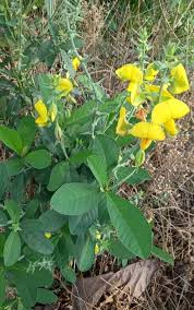 Image result for Crotalaria laburnifolia