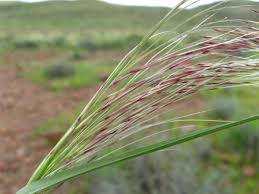 Image result for Stipagrostis