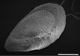 Image result for Blotiella