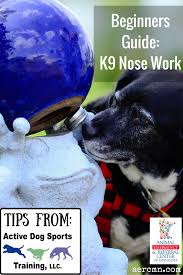 Beginners Guide K9 Nose Work Dog Training Obedience Dog Training Nose Work