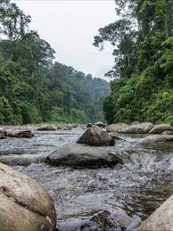 Sumatran Rainforest Gunung Leuser National Park Rainforest Sumatra