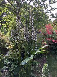 Acanthe Jardins Acanthe