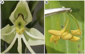 Image result for Habenaria silvatica
