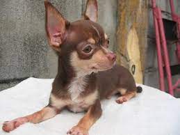Olx Ph By Sulit Com Ph The Philippines 1 Buy And Sell Website Cute Small Dogs Cute Chihuahua Chihuahua Love