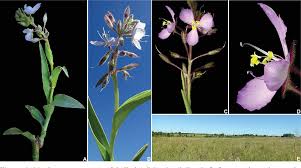 Image result for Anthericopsis