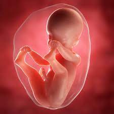 25ª Semana De Gravidez Sou Mamae