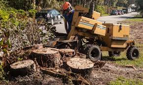 Steve Finishes Up A Travelers Palm Removal Never-ending Stump Grinding Removal Services Stumped Stump Removal