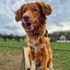 Image result for nova scotia duck tolling retrívr