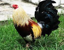 Keterangan gambar, jollibee telah mempunyai lebih dari 5.800 cabang di 33 negara hingga desember 2020. Gambar Ayam Import Filipina Arina Gambar