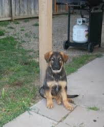 These fluffy great pyrenees mix puppies are a cross between the great pyrenees and another dog breed. My German Shepherd Great Pyrenees Poodle Forum