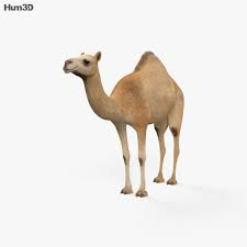 3d camel models download , free camel 3d models and 3d objects for computer graphics applications like advertising, cg works, 3d visualization, interior design, animation and 3d game, web and any other field related to 3d design. Dromedary Hd 3d Model Animals On Hum3d