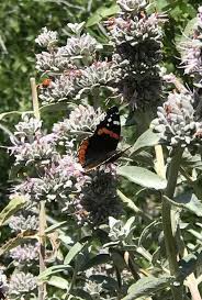 Santa clarita is located in california, one of the sunniest states in america. Wildflower Walks