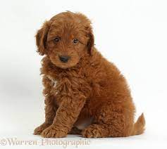 We have f1b/ second generation: Red Goldendoodle Puppies Wp37276 Cute Red F1b Goldendoodle Puppy Sitting Puppies Goldendoodle F1b Goldendoodle