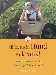 Kranker Hund Was Nun Kommst Du Hierher Hunde Hundegesundheit Gesunde Hunde