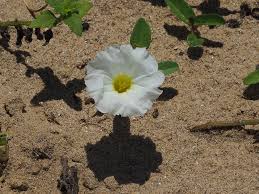 Image result for Ipomoea prismatosyphon