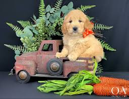 Sonny Okefeild Acres Mini Teddybear Goldendoodle Puppy In 2020 Goldendoodle Puppy Retriever Puppy Mini Goldendoodle Puppies