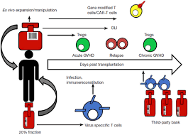 Cord blood, or placental blood, is the blood left behind in a baby's umbilical cord after it's been cut. Cord Blood Transplantation Stem Cell Investigation