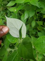 Image result for Pouzolzia guineensis