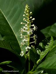 Image result for Phytolacca
