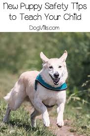 How To Train Your Child Not To Get Bitten By Your Puppy Puppies Dog Training Training Your Dog