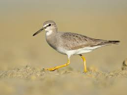 Image result for Tragia brevipes