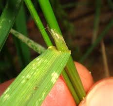 Image result for Agrostis epigejos