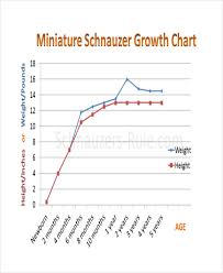 miniature schnauzer weight chart goldenacresdogs com