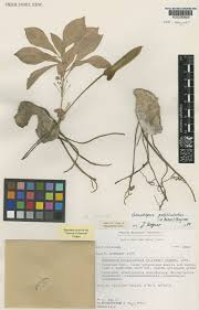 Image result for Gonatopus petiolulatus