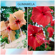 Growing hibiscus cuttings in water. Gumamela Hibiscus 1 Rooting Hormone Shopee Philippines