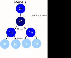 It is the sole basis for understanding organisms in this planet as well as the foundation for research in fields such as life sciences. What Are The Differences Between Meiosis I And Meiosis Ii Socratic
