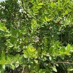 Image result for Crossopteryx