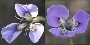 Image result for Moraea carsonii