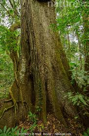 Image result for Cedrela