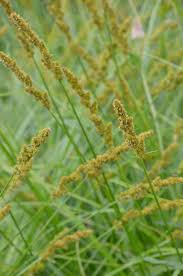Image result for Carex angolensis