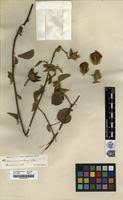 Image result for Hibiscus rhabdotospermus