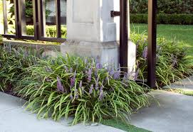 Image result for Lily Turf