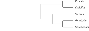 Image result for Dichilus reflexus