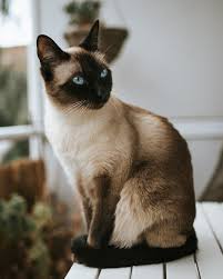 Welcome fellow siamese cat lovers! Know Your Feline Friends Meet The Chatty Siamese Cat