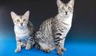 Egyptian Mau Cat — Full Profile, History, and Care