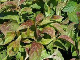 We did not find results for: Zwerg Hartriegel Kelsey Cornus Stolonifera Kelsey Baumschule Horstmann