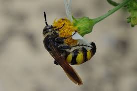 Image result for Diclis