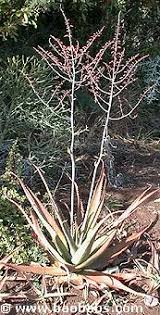 Image result for Aloe aculeata × globuligemma