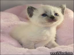 Gorgeous siamese kittens for sale! Purchasing Siamese Kittens For Sale Indiana Irkincat Com