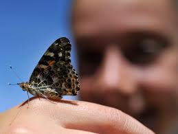 Abilene Wide Open: Butterflies and memories