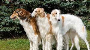 To furnish guidelines for breeders who wish to maintain the quality of their breed and to improve it; 10 Elegant Facts About The Borzoi Mental Floss