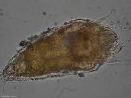 Image result for Calepitrimerus vitis