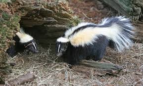 Skunk Wikipedia