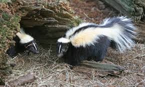 Skunk smell can permeate an entire home, including hard and soft surfaces. Skunk Wikipedia