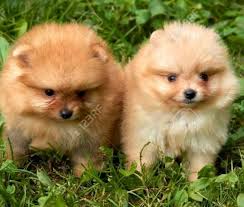 Pomerania Lulu Cara De Zorro Cali Agrolibre Co Publica Gratis Tu Anuncio Del Agro