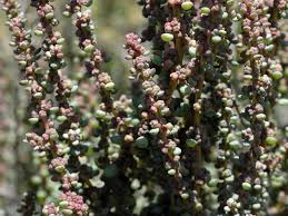 Image result for Suaeda vermiculata